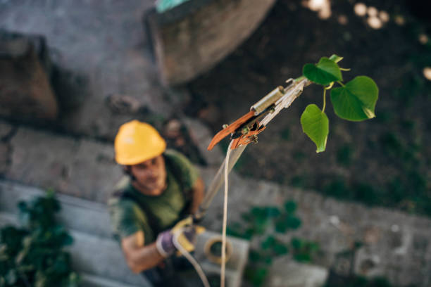 Yacolt, WA  Tree Services Company